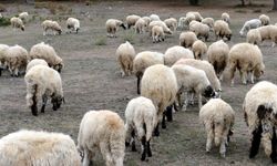 Tokat'ta, küçükbaş hayvancılıkta Türkiye'ye örnek olan projede dağıtılan koyun sayısı 45 bine ulaştı