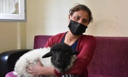 Trabzon'da kuzusu hastalanan vatandaş veteriner bulamayınca hastaneye gitti