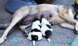 Amasya'da terk edilen köpek yavrularına başka köpek annelik ediyor