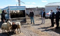 Bayburt Valisi Epcim, hayvanları kurt saldırısında telef olan besiciye 15 koyun hediye etti