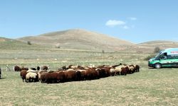 Bayburt'ta besicinin imdadına "haybulans" yetişecek