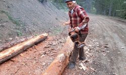 Bolu'da ormancılık faaliyetleri