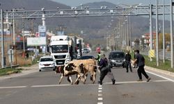 Bolu'da yaylalara "göç" başladı