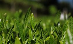 Doğu Karadeniz'de yaş çay hasadı 17 Mayıs'ta başlayacak