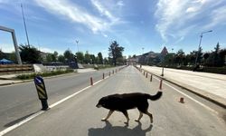 Doğu Marmara ve Batı Karadeniz'de "tam kapanma" sürecinin altıncı gününde sessizlik hakim