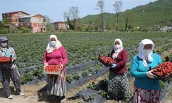 Fındık diyarı Ordu'da çilek hasadına başlandı