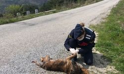 Kastamonu'da jandarmadan sokak hayvanlarına yiyecek desteği