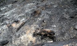 Kastamonu'daki orman yangınının ardından yanmış karaca yavrusu bulundu
