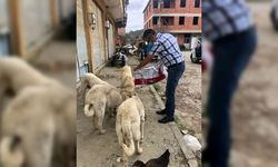 Kısıtlama döneminde sokak hayvanlarını görevliler besliyor
