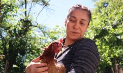 Mesleğini bırakıp memleketine dönen girişimci organik yumurta üretimi için tavuk çiftliği kurdu