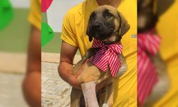 Ordu'da otomobilin çarpması sonucu bacağı kırılan köpek operasyonla sağlığını kavuştu