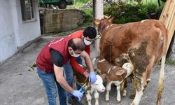 Ordu'da üçüz doğuran ineğin sahibine altın hediye edildi
