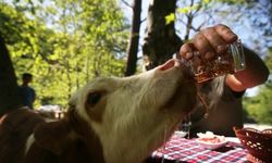 "Paşa" ismini verdiği buzağıya gözü gibi bakıyor