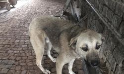 Samsun'da biri kulakları kesilmeye çalışılırken bulunan diğeri hasta iki sokak köpeği sağlığına kavuşturuldu