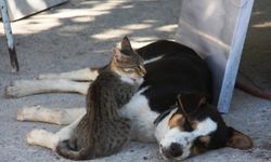 Amasya'da kedi ile köpeğin dostluğu görenlerin dikkatini çekiyor