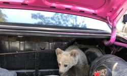 Bartın'da köpeklerce sıkıştırılan yavru ayı, bölgedeki arıcı tarafından kurtarıldı