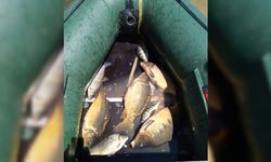 Bolu Gölköy Barajı'nda kaçak yollarla yakalanan 60 sazan balığı göle bırakıldı