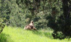 Bolu'da doğa gezisine çıkan genç, ayı yavrusuyla karşılaştı