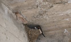 Bolu'da elektrik lambasına ve ahırın duvarına yuva yapan kırlangıçlar ilgi odağı oldu