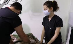Bolu'da yaralı bulunan geyik yavrusu koruma altına alındı