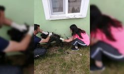 Bolu'da zifte bulanan köpek tedavi altına alındı