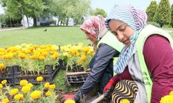 Çöpten elde edilen enerjiyle ısıtılan serada yetiştirilen çiçekler şehri süslemeye başladı