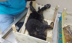 Çorum'da vatandaşların zift birikintisinden kurtardığı köpekler tedavi altına alındı