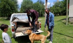 Kanala atılan görme engelli köpeğe treyler operatörü sahip çıktı