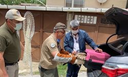 Kastamonu'da evin bahçesinde bulunan yaralı doğan korumaya alındı