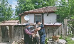 Kastamonu'da yaralı halde bulunan karaca yavrusuna jandarma şefkati