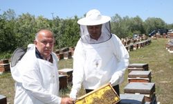Ordu'da arı sütü üretimine ilgi teşviklerle arttı