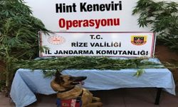 Rize'de 30 kök Hint keneviri ele geçirildi