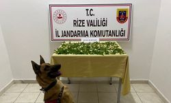 Rize'de çatı katında ekili 160 kök Hint keneviri ele geçirildi
