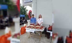 Samsun'da destekle çilek üreten çiftçiler hasat yaptı