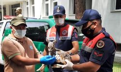 Samsun'da yol kenarında bulunan karaca yavrusu koruma altına alındı