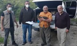 Sinop'ta yaralı karaca yavrusu tedavi altına alındı