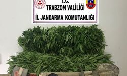 Trabzon'da 474 kök Hint keneviri ele geçirildi
