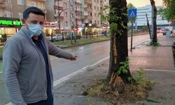 Trabzon'da ağaca yıldırım isabet etmesi güvenlik kamerasınca kaydedildi