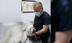 Zonguldak'ta bir köpek kaybolduktan 5 gün sonra yaralı halde bulundu