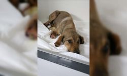 Zonguldak'ta ormanda bacakları kırılmış halde bulunan köpeğin tedavisi sürüyor