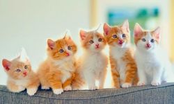 Kedi Besin Takviyesi Nedir?