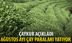 ÇAYKUR’un Çay Parası ile Organik Farkları Ödeme Günü Belli Oldu