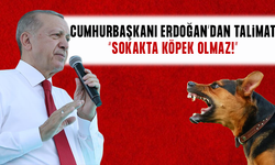 Cumhurbaşkanı Erdoğan: Belediyeler başıboş sokak hayvanlarını toplamalı