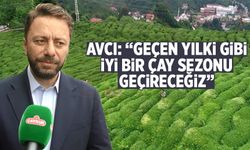 Avcı: Geçen Yıl ki Gibi İyi Bir Çay Sezonu Geçireceğiz