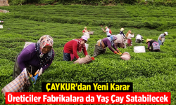 ÇAYKUR’dan Yeni Karar: Üreticiler Fabrikalara da Yaş Çay Satabilecek