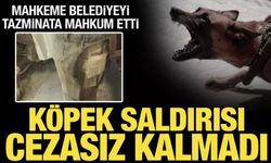 Sokak köpeklerinin saldırdığı avukat, belediyeye açtığı davayı kazandı