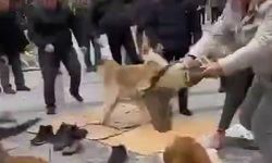 Kavga Eden Başıboş Köpekler Cuma Cemaatinin Arasına Daldı