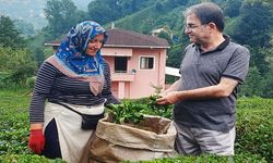 İl Başkanı Deniz: Yaş Çay Kilo Fiyatı 23 TL Olmalı
