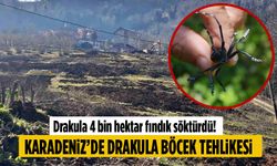 Drakula 4 bin hektar fındık söktürdü!