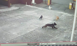 Rize'de çay fabrikasına giren ayıyı sahipsiz köpekler kovaladı